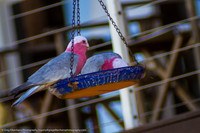 IMG_7420