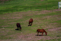 IMG_7423